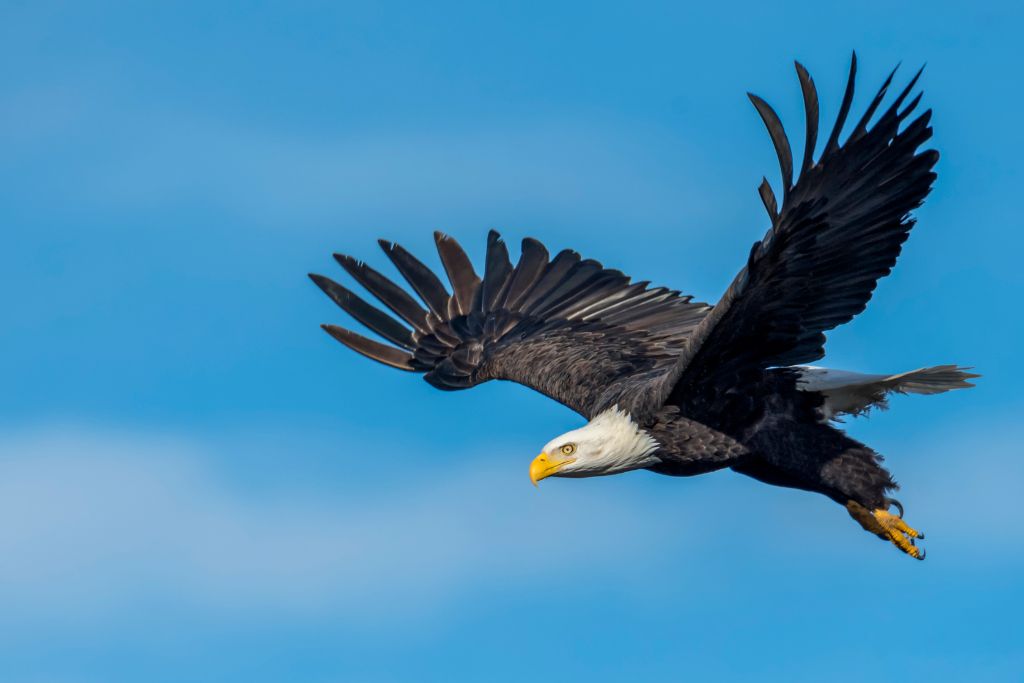 bald eagle flying on a blue sky background