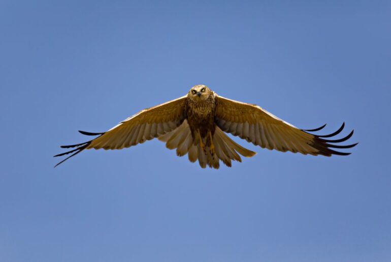hawk flying daytime