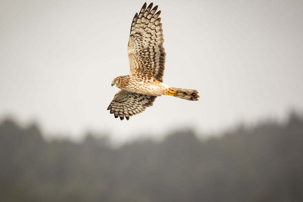 hawk flying daytime on a foggy background