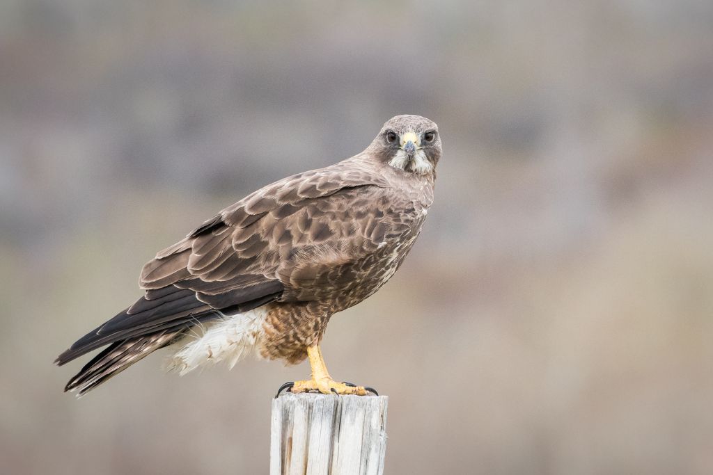 hawk sitting on a perch
