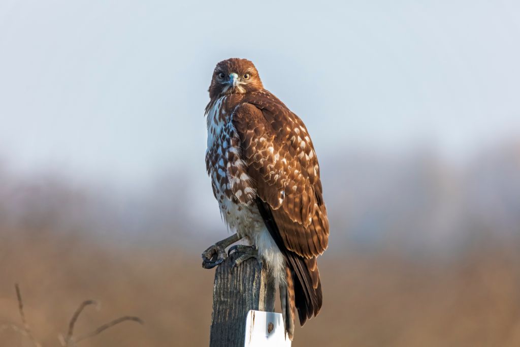 hawk perching on a fence