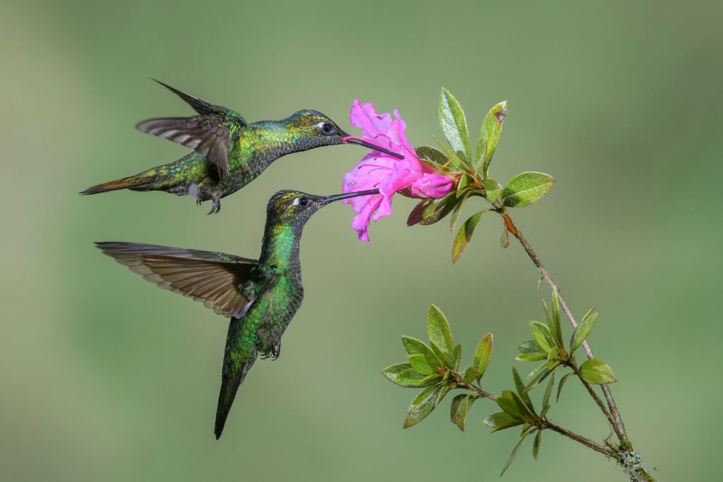 two hummingbirds eating nectars of flowers