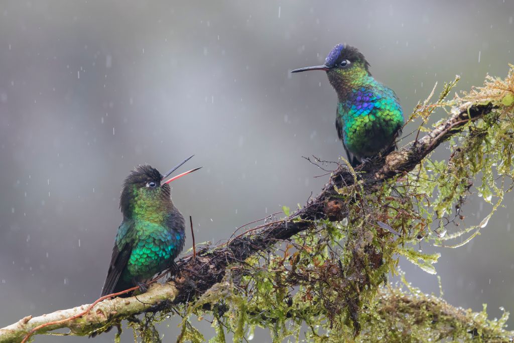 two fiery-throated hummingbirds perching on a branch during rainy day