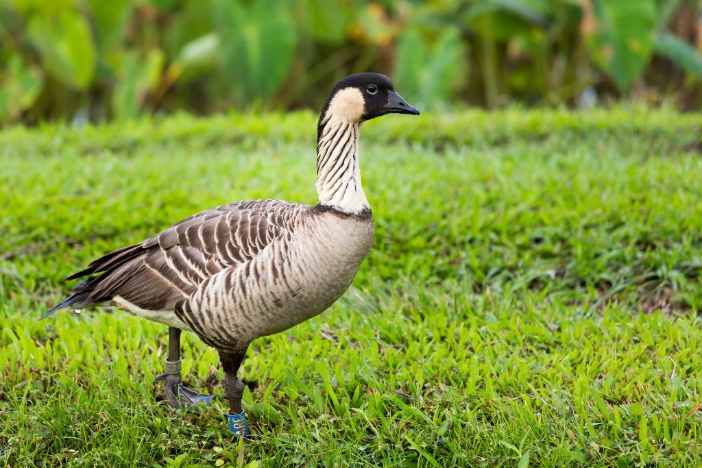 a nene or hawaiian goose with taro plant pools or ponds in background