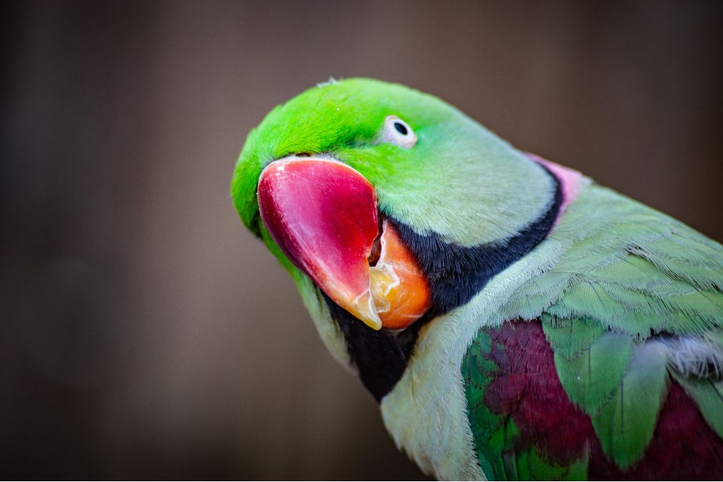 a closeup photo of green parrot showing his beak