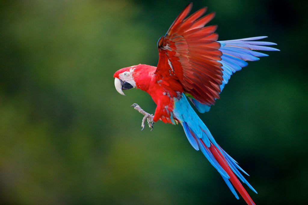 a parrot flying, showing off his zygodactyl feet