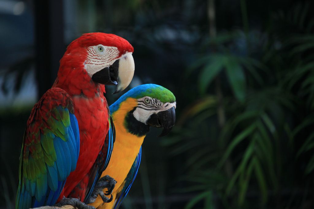 close up photo of two parrots
