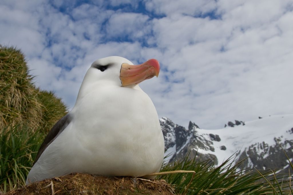 Albatross sitting on a nest