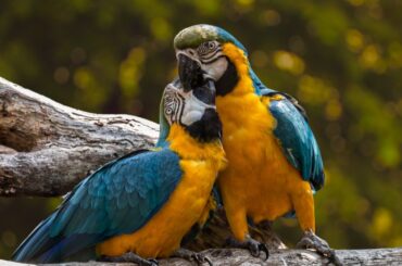 pair parrots kissing, standing on a tree branch