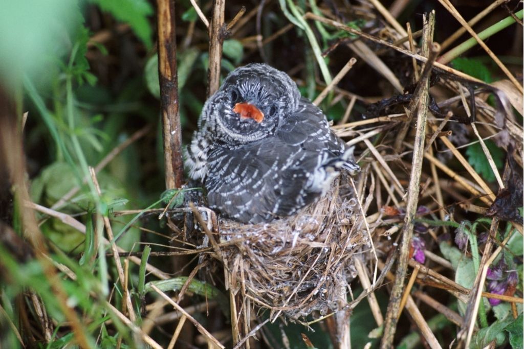 a Cuckoo bird laying egg on its nest
