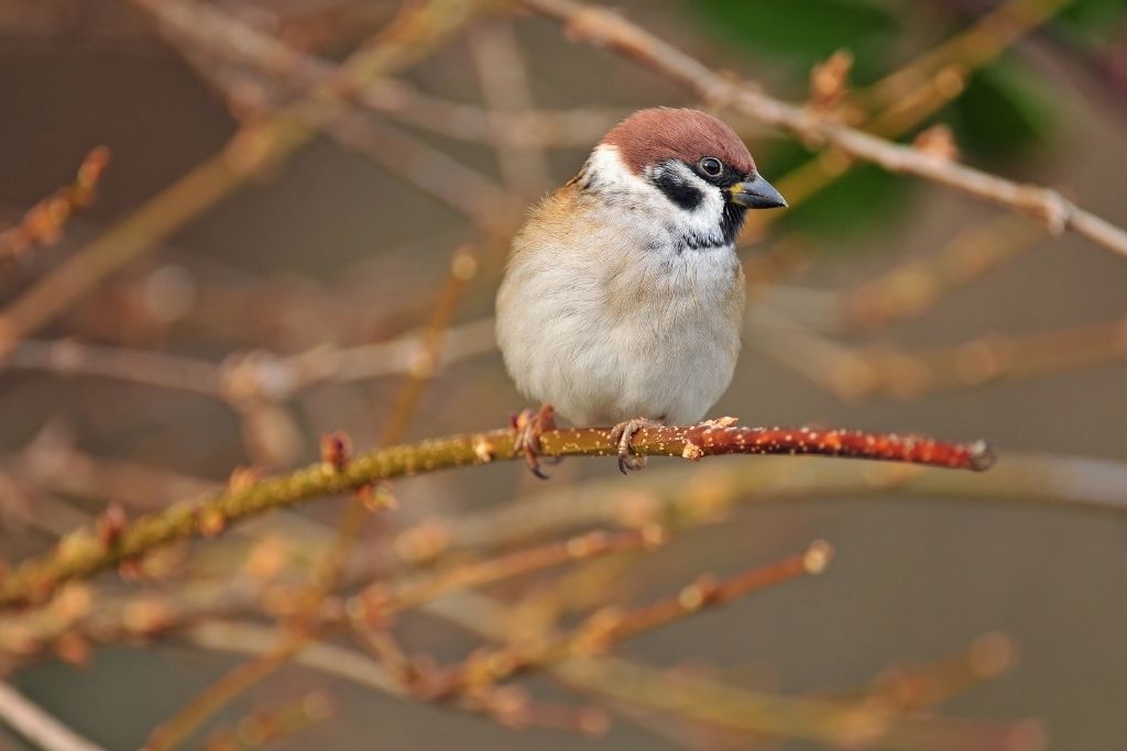 Eurasian Sparrow
