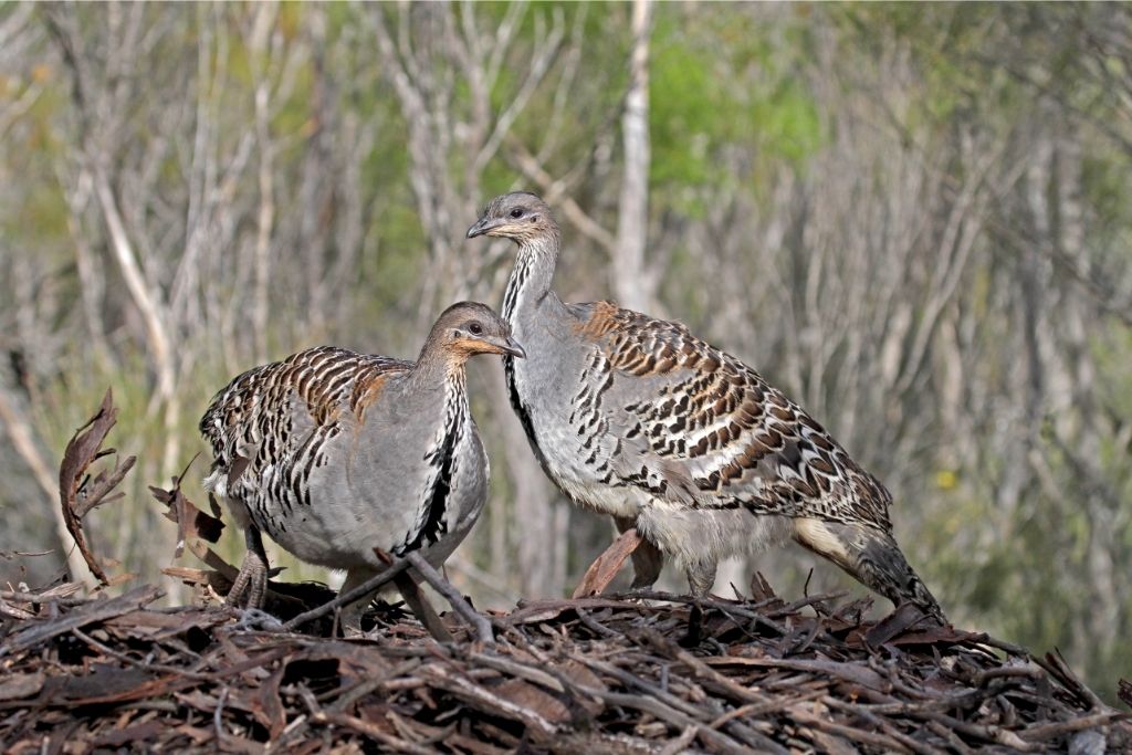 2 Malleefowls standing on the forest
