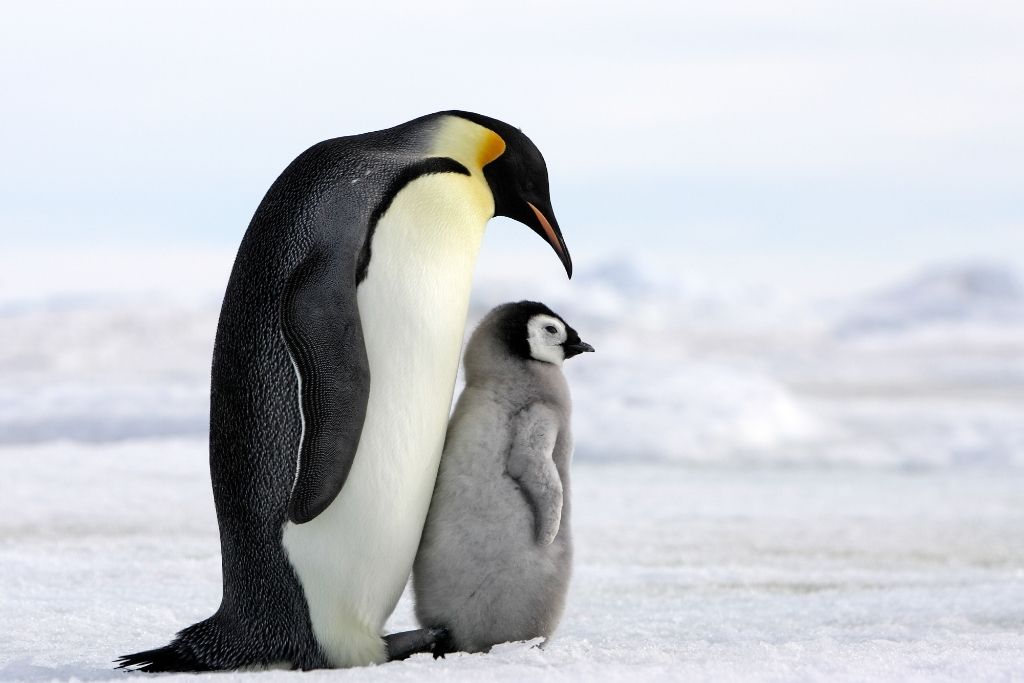 a mother penguin facing its chick on a winter