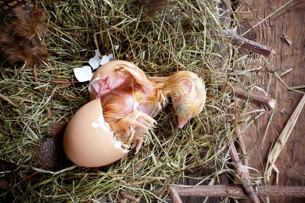 chicken egg hatching on a nest