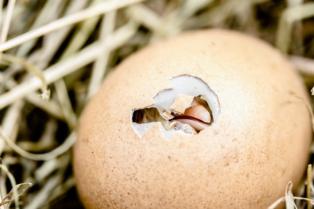 An egg hatching on a nest