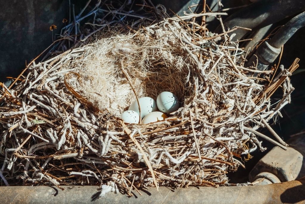 4 eggs on a big nest in direct sunlight