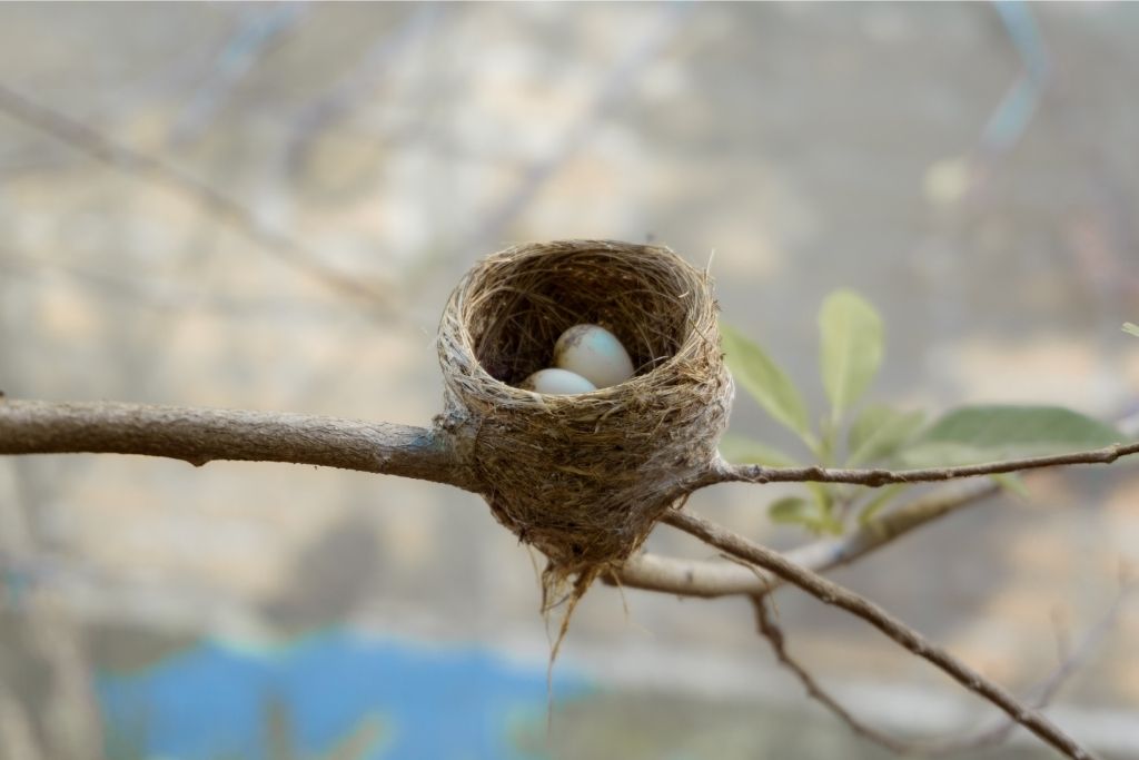 a bird nest with eggs attached to a tree branch