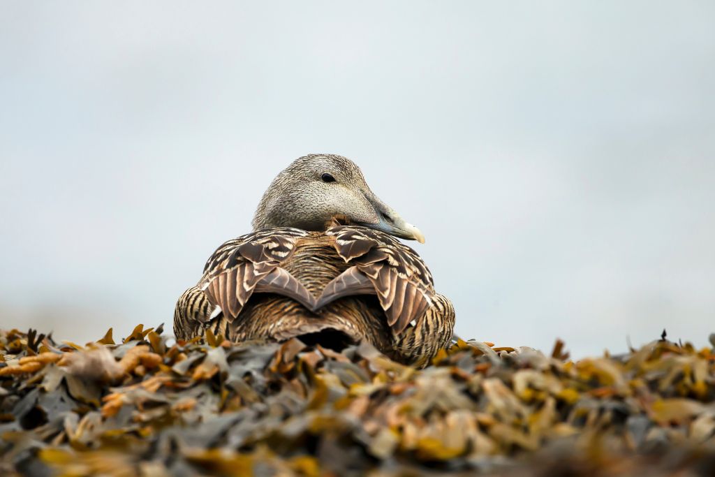 coastal bird sitting on seaweeds