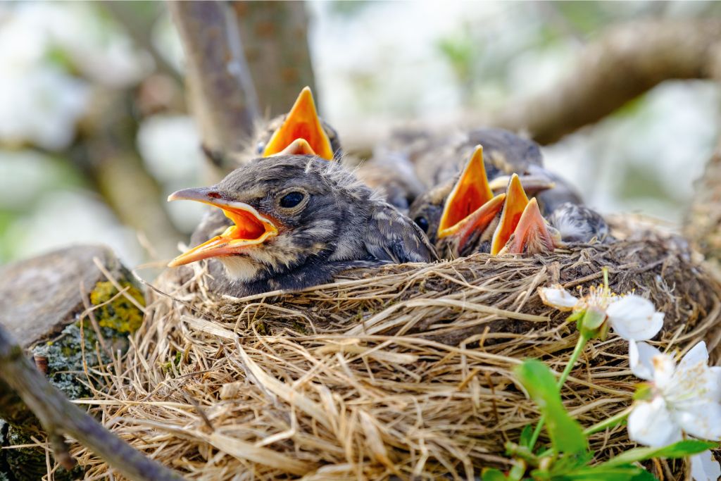 hungry hatchlings on their nest