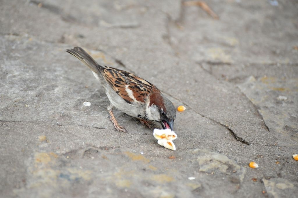 Eurasian sparrow eating Popcorn