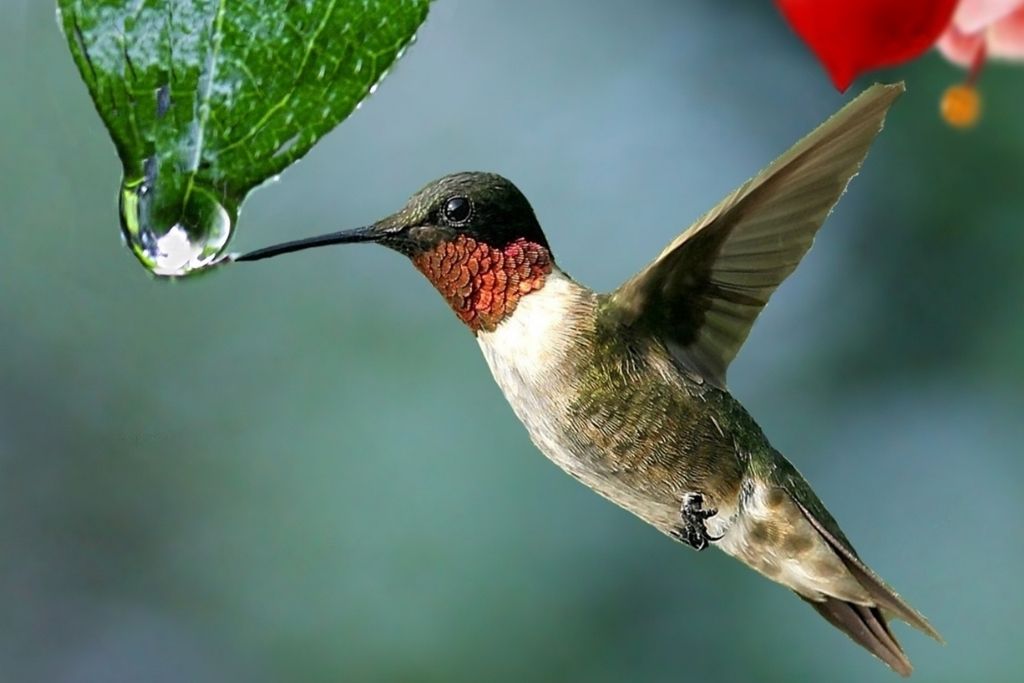 hummingbird drinking rain dew