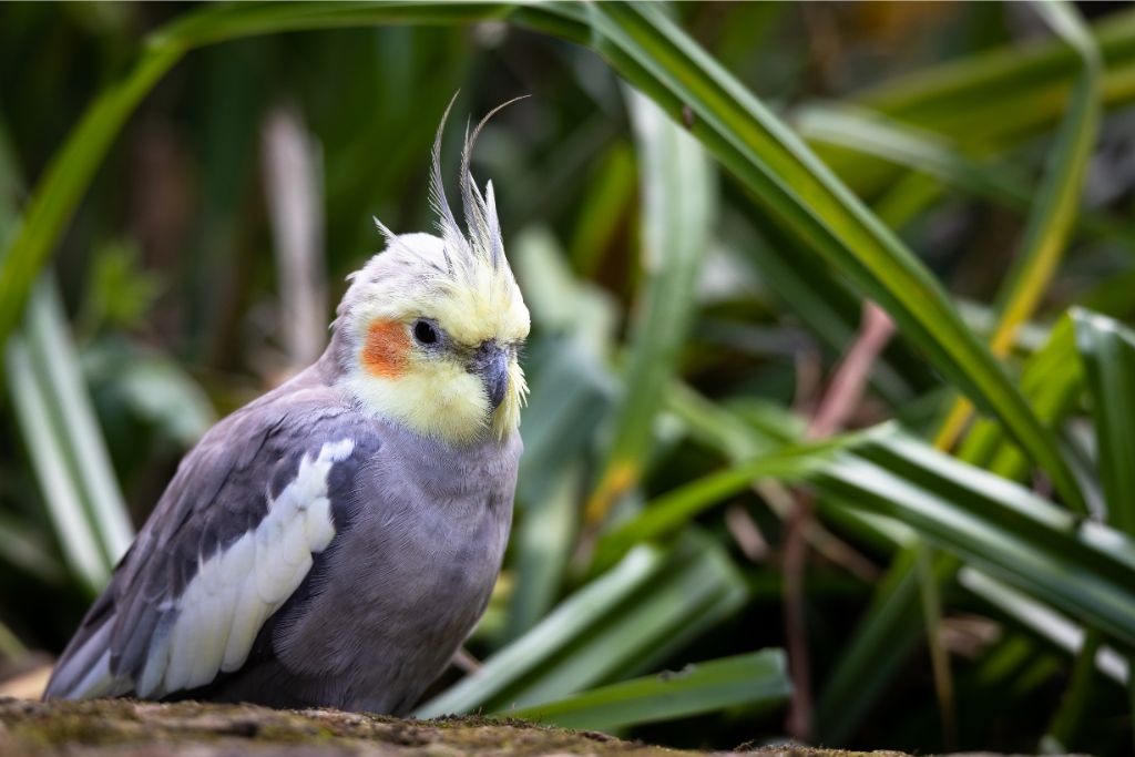 gray cockatiel sitting on a wood on a grass background