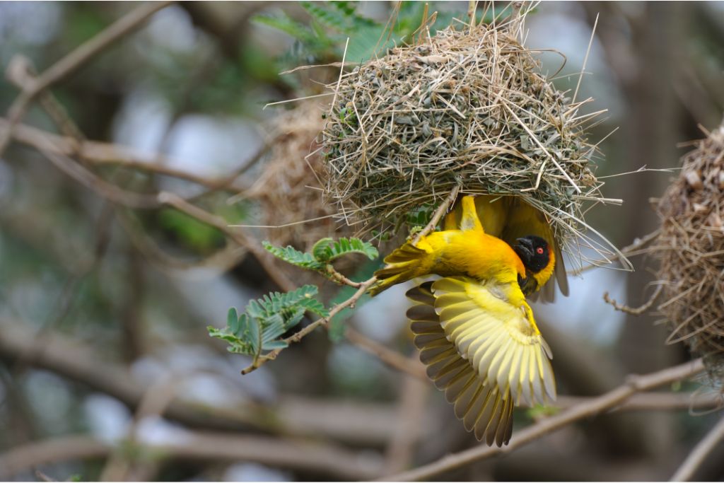 weaver bird hanging on its weaved nest