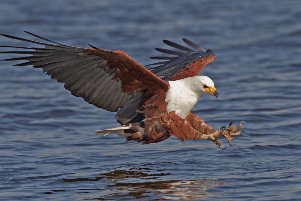 eagle about to catch prey on the sea surface
