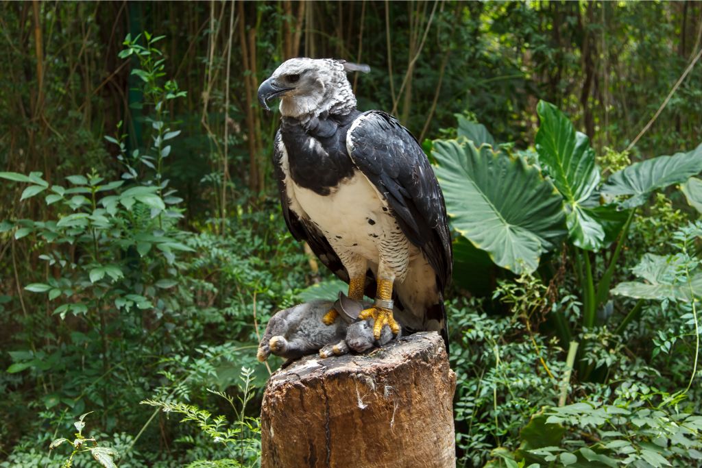 eagle holding its prey sitting on a tree stump