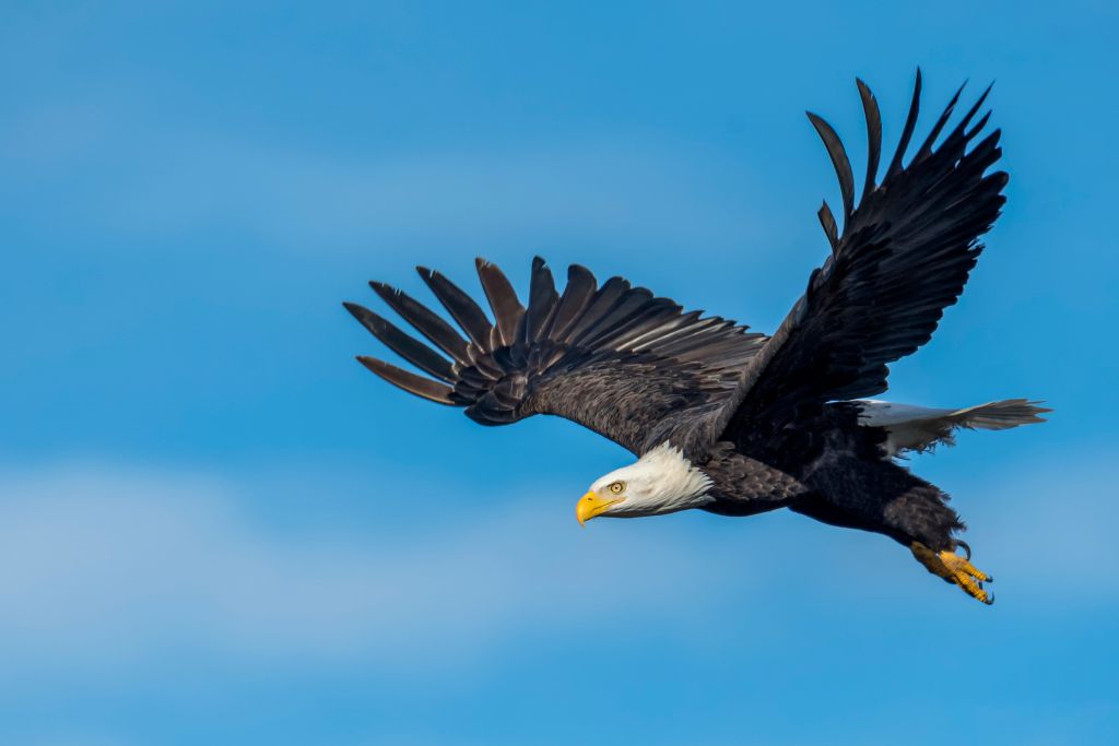 soaring bald eagle in the sky