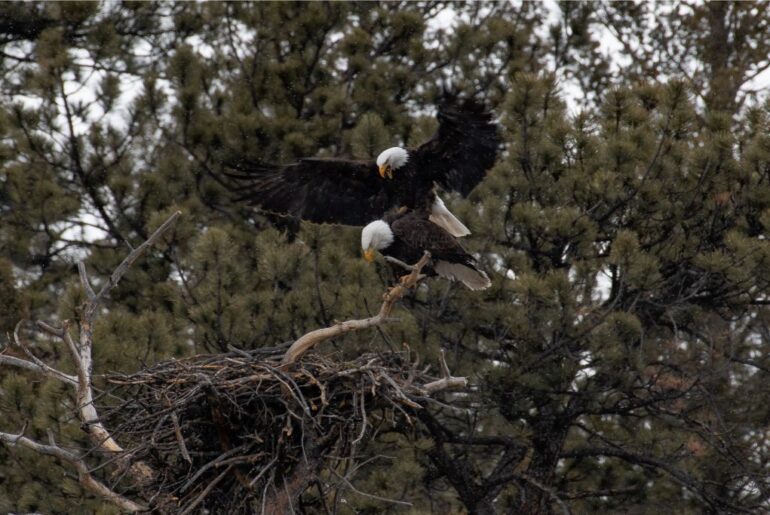 bald eagles mating at the top of a tree near their nest