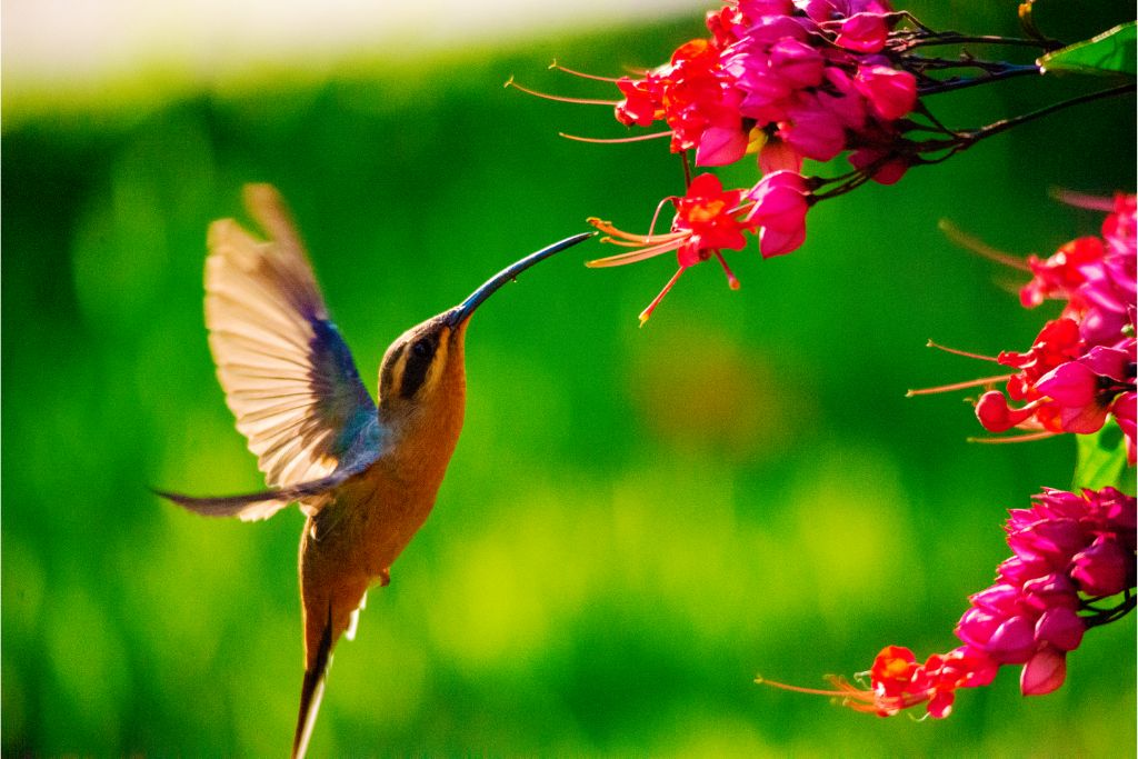 hummingbird sucking nectar on a pink flowers