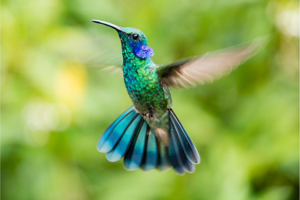 flying hummingbird on a blurry forest background
