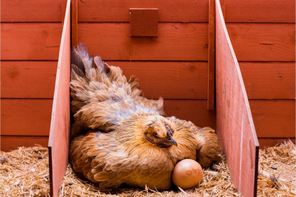 a hen laying and incubating its eggs inside a cage