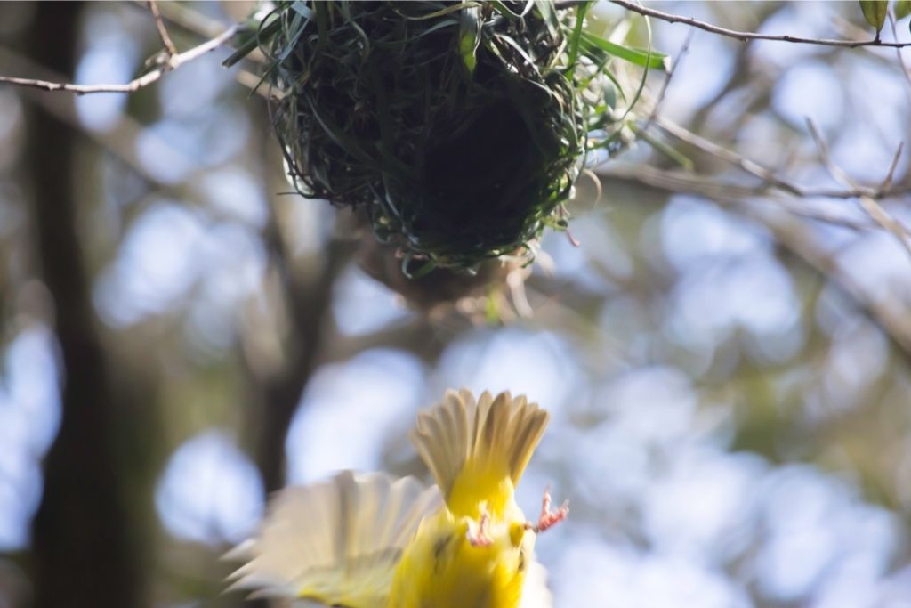 a bird leaving the nest