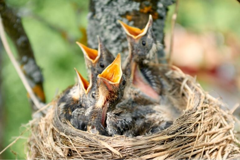 hatchlings in the nest showing signs of hunger