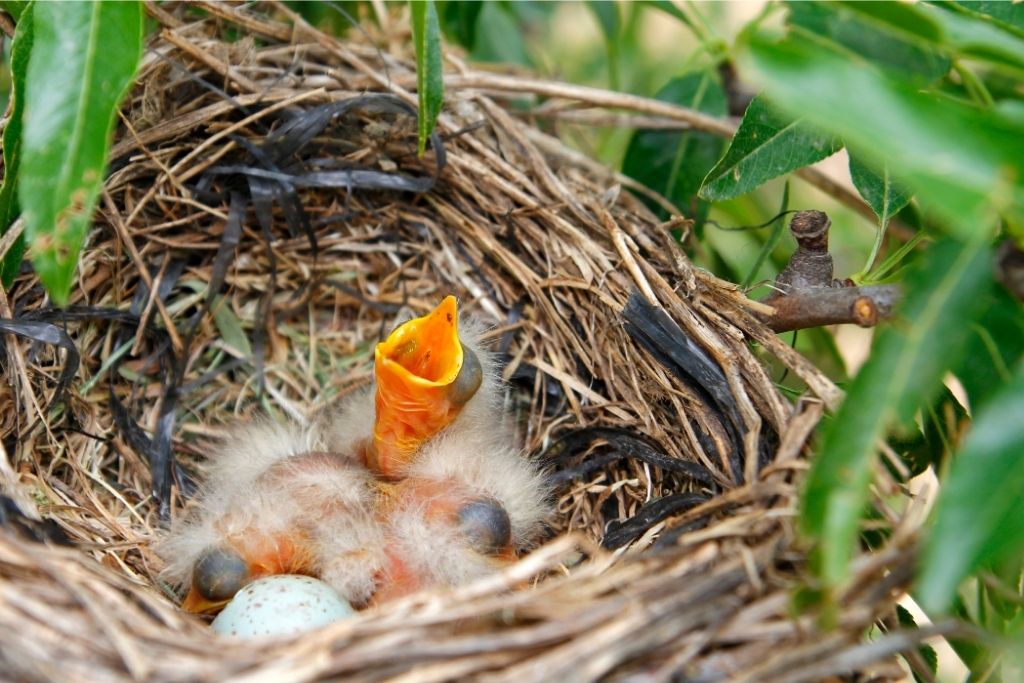 hatchlings in the nest