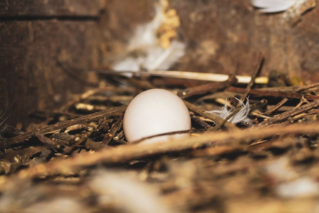 pigeon's egg in nest