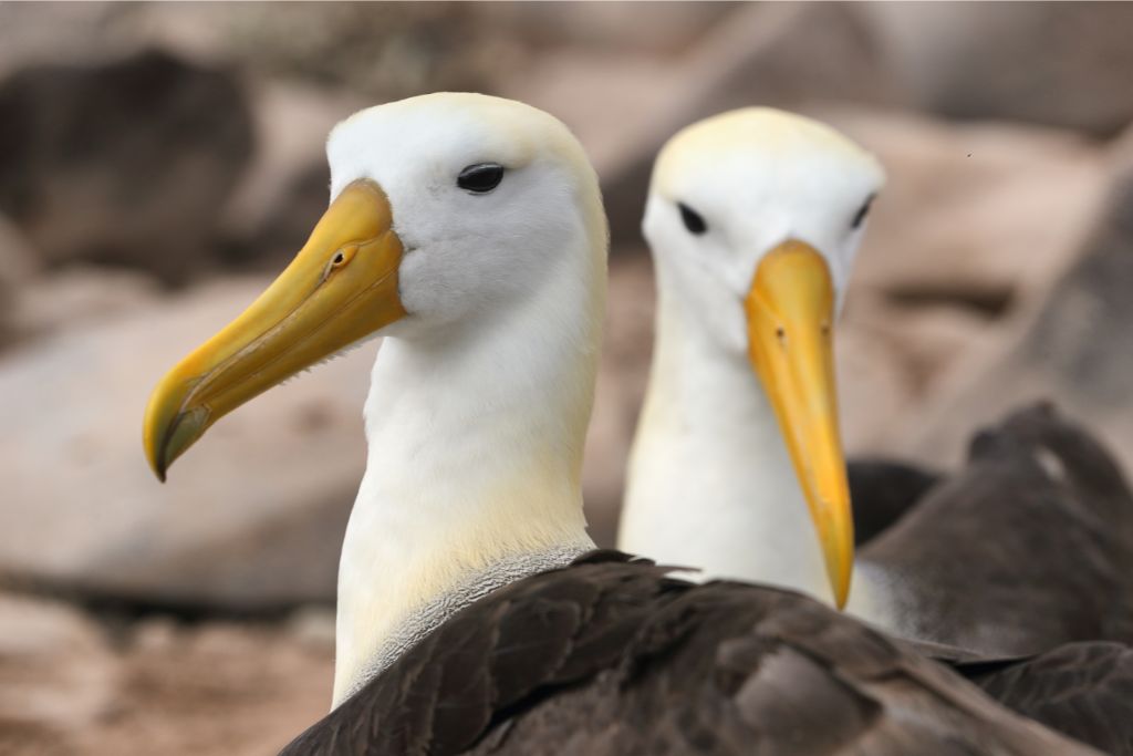 two Albatross close up look