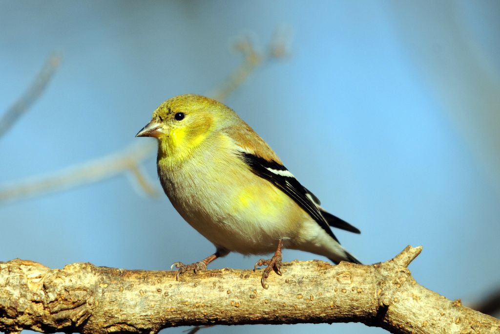 American Goldfinch standing on a tree branch in the wild