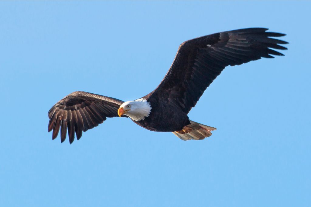 flying Bald Eagle 