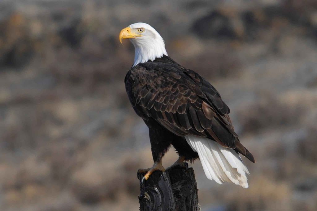 a Bald Eagle perching