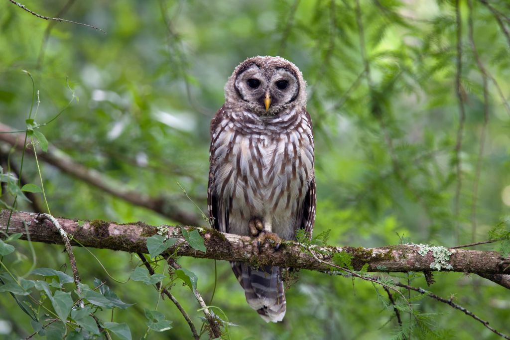 a Barred Owl in the woods