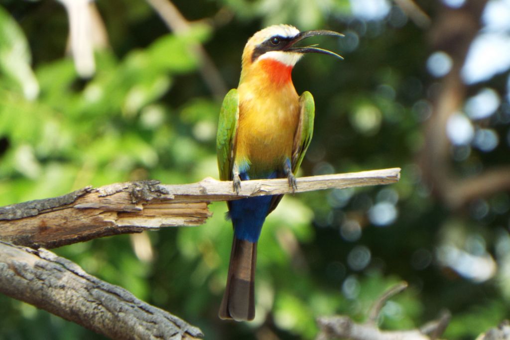 Bee-Eater standing on a branch on tree and mouth wide open