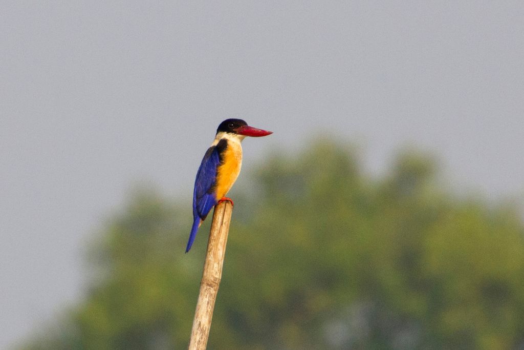 Black-Capped Kingfisher on a branch