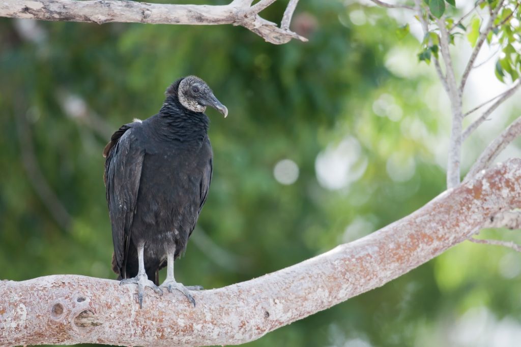 Black Vulture sitting on a tree branch
