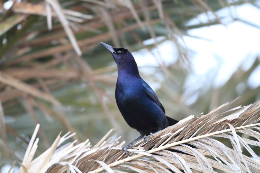 Boat-Tailed Grackle on a branch
