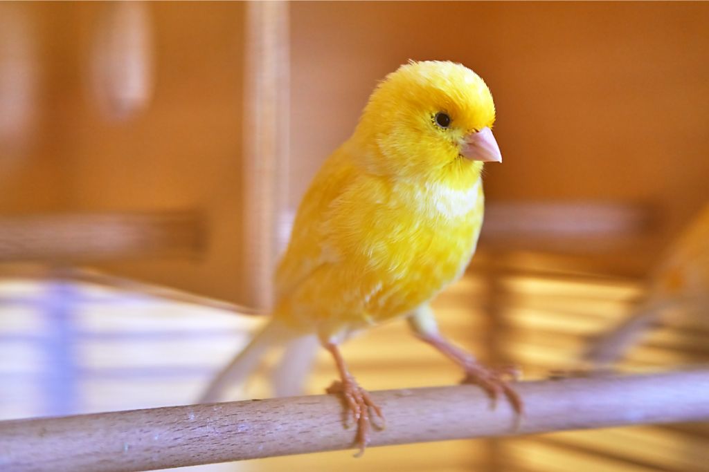 canary standing on a wood rod inside the cage