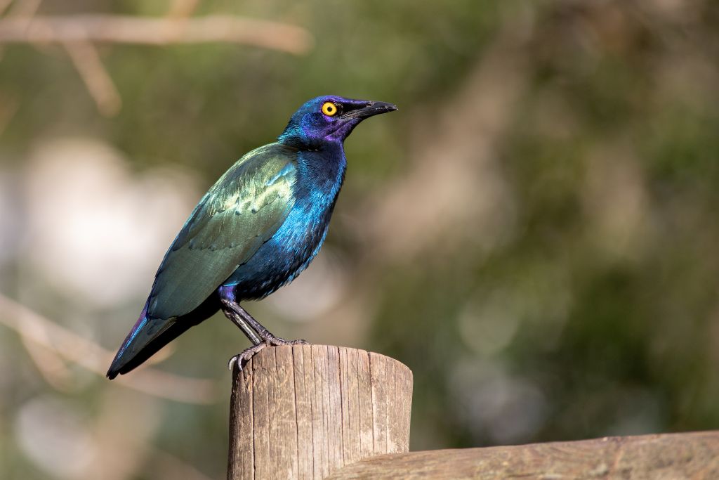 Cape Glossy Starling on a tree branch