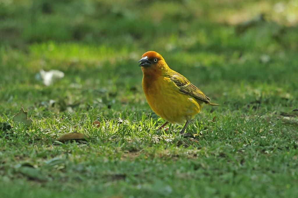 Cape Weaver standing on the grass in the wild